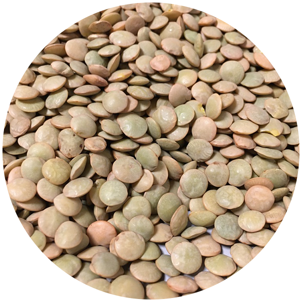 kologiske Hele grnne linser  1,5 kg  pose