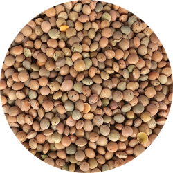 kologiske Hele brune (rde) linser  700 g     pose