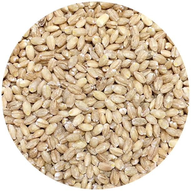 kologiske Perlebyg   1,5 kg  genlukpose