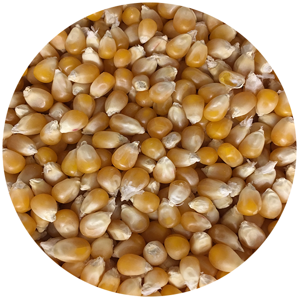 kologiske Popcorn 1,5 kg    genlukpose