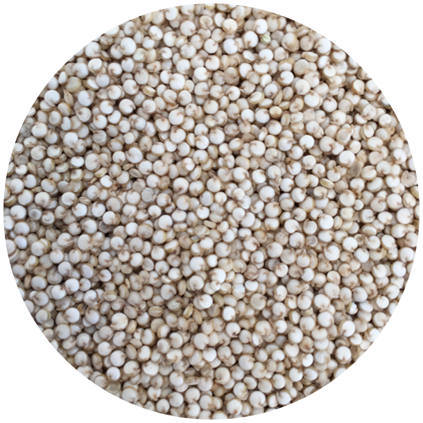 kologiske Quinoa, hvide 1,5 kg genlukpose