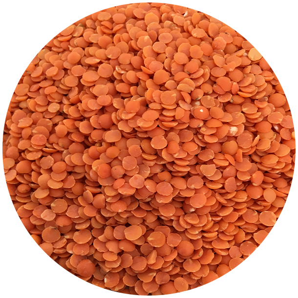 kologiske Rde split linser   1,5 kg  genlukpose